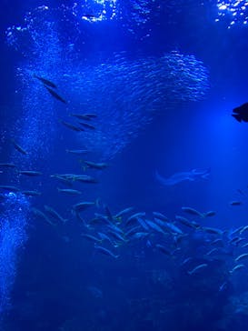 京都水族館に投稿された画像（2021/2/23）