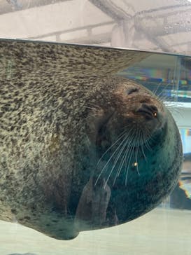 京都水族館に投稿された画像（2021/2/23）