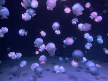 京都水族館に投稿された画像（2021/2/23）