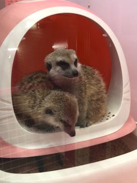 原宿かわいい動物園に投稿された画像（2021/2/23）