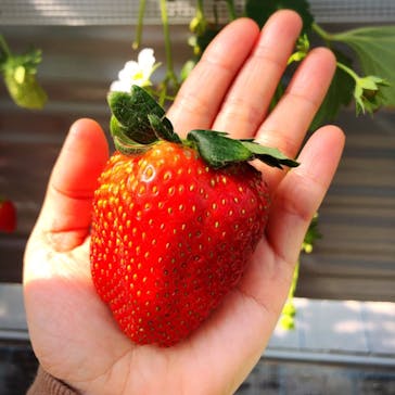 いのさんの観光農園に投稿された画像（2021/2/23）