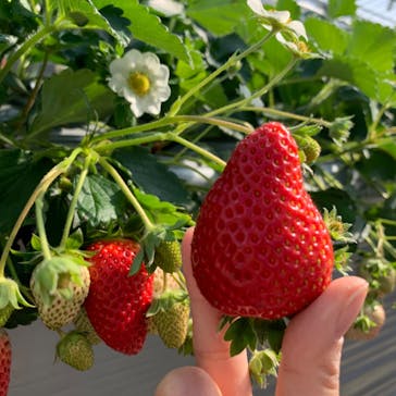 いのさんの観光農園に投稿された画像（2021/2/23）