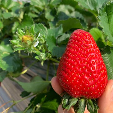 いのさんの観光農園に投稿された画像（2021/2/23）