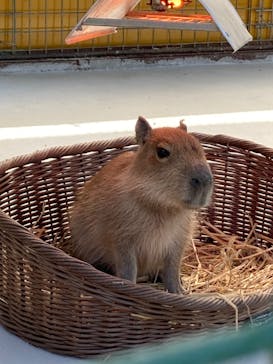 しろとり動物園に投稿された画像（2021/2/23）