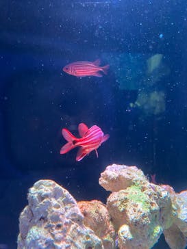 マクセル アクアパーク品川に投稿された画像（2021/2/23）