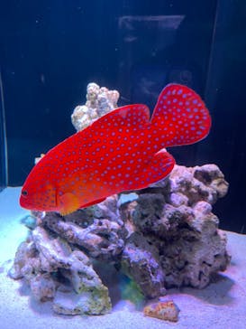 マクセル アクアパーク品川に投稿された画像（2021/2/23）