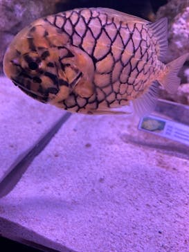 マクセル アクアパーク品川に投稿された画像（2021/2/23）