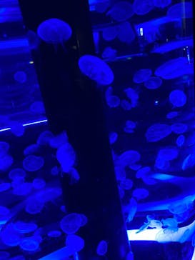 マクセル アクアパーク品川に投稿された画像（2021/2/23）