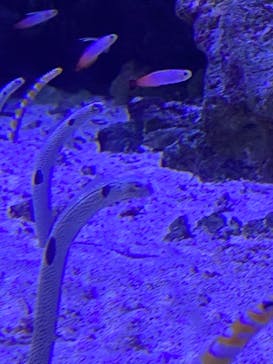 マクセル アクアパーク品川に投稿された画像（2021/2/23）