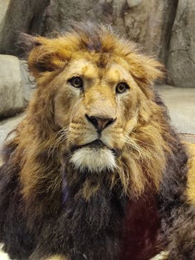 よこはま動物園ズーラシアに投稿された画像（2021/2/23）