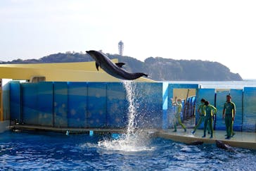 新江ノ島水族館に投稿された画像（2021/2/23）