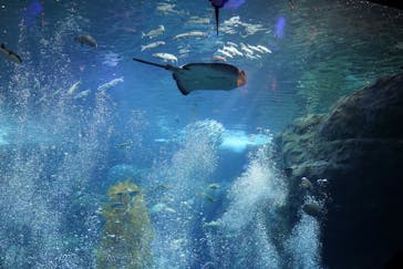 新江ノ島水族館に投稿された画像（2021/2/23）