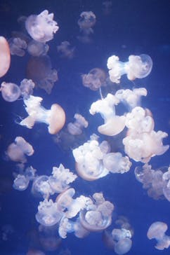 新江ノ島水族館に投稿された画像（2021/2/23）