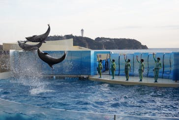 新江ノ島水族館に投稿された画像（2021/2/23）