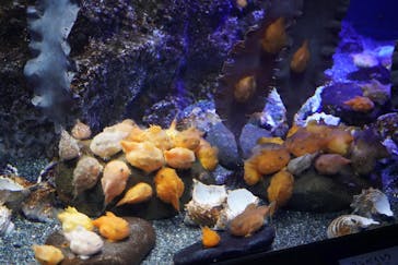 新江ノ島水族館に投稿された画像（2021/2/23）