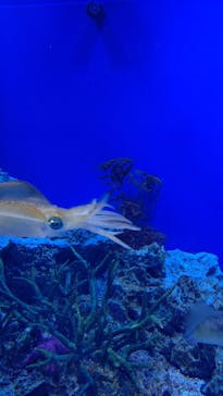 サンシャイン水族館に投稿された画像（2021/2/23）