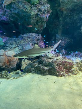 マクセル アクアパーク品川に投稿された画像（2021/2/23）