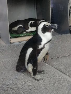 サンシャイン水族館に投稿された画像（2021/2/23）