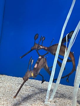 サンシャイン水族館に投稿された画像（2021/2/24）