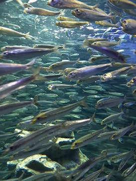 サンシャイン水族館に投稿された画像（2021/2/24）