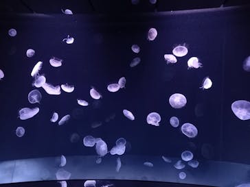 サンシャイン水族館に投稿された画像（2021/2/24）