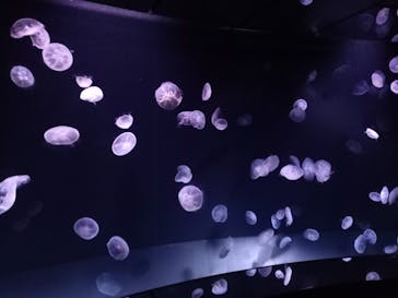 サンシャイン水族館に投稿された画像（2021/2/24）