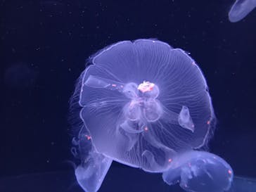 サンシャイン水族館に投稿された画像（2021/2/24）