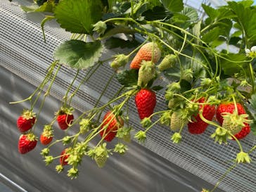 いのさんの観光農園に投稿された画像（2021/2/24）