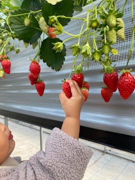 いのさんの観光農園に投稿された画像（2021/2/24）