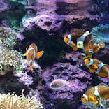 サンシャイン水族館に投稿された画像（2021/2/24）