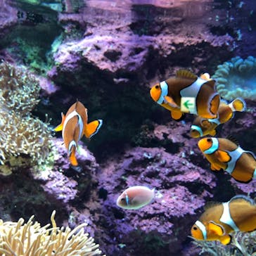 サンシャイン水族館に投稿された画像（2021/2/24）