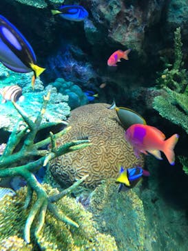 サンシャイン水族館に投稿された画像（2021/2/24）