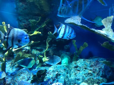 サンシャイン水族館に投稿された画像（2021/2/24）