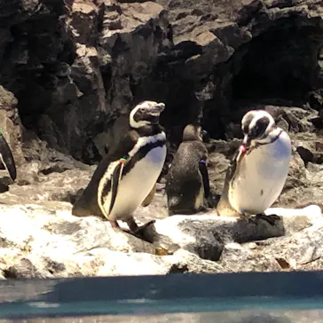すみだ水族館に投稿された画像（2021/2/24）