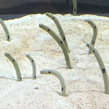 すみだ水族館に投稿された画像（2021/2/24）