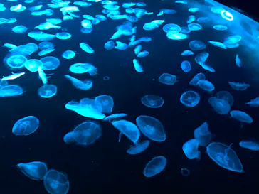 すみだ水族館に投稿された画像（2021/2/24）