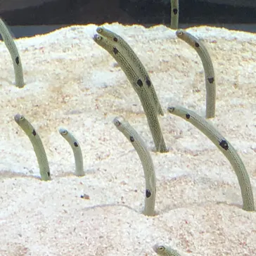 すみだ水族館に投稿された画像（2021/2/24）