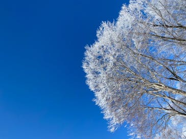 白馬岩岳スノーフィールドに投稿された画像（2021/2/25）