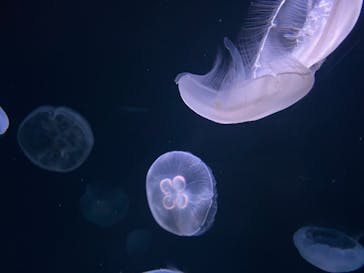 サンシャイン水族館に投稿された画像（2021/2/25）