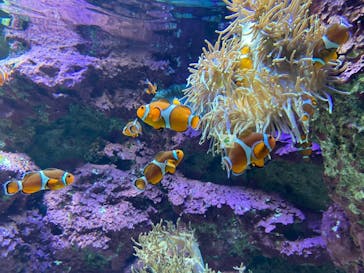 サンシャイン水族館に投稿された画像（2021/2/25）