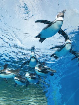 サンシャイン水族館に投稿された画像（2021/2/25）