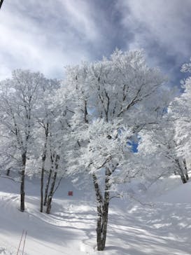 野沢温泉スキー場に投稿された画像（2021/2/25）