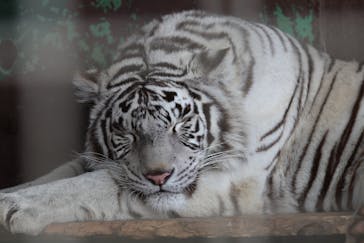 しろとり動物園に投稿された画像（2021/2/25）