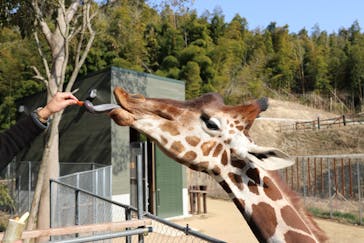 しろとり動物園に投稿された画像（2021/2/25）