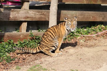 しろとり動物園に投稿された画像（2021/2/25）