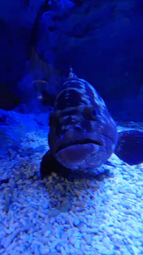 すみだ水族館に投稿された画像（2021/2/25）