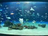 サンシャイン水族館に投稿された画像（2021/2/25）