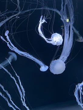 サンシャイン水族館に投稿された画像（2021/2/25）