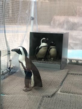 サンシャイン水族館に投稿された画像（2021/2/25）