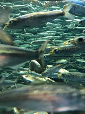 サンシャイン水族館に投稿された画像（2021/2/25）